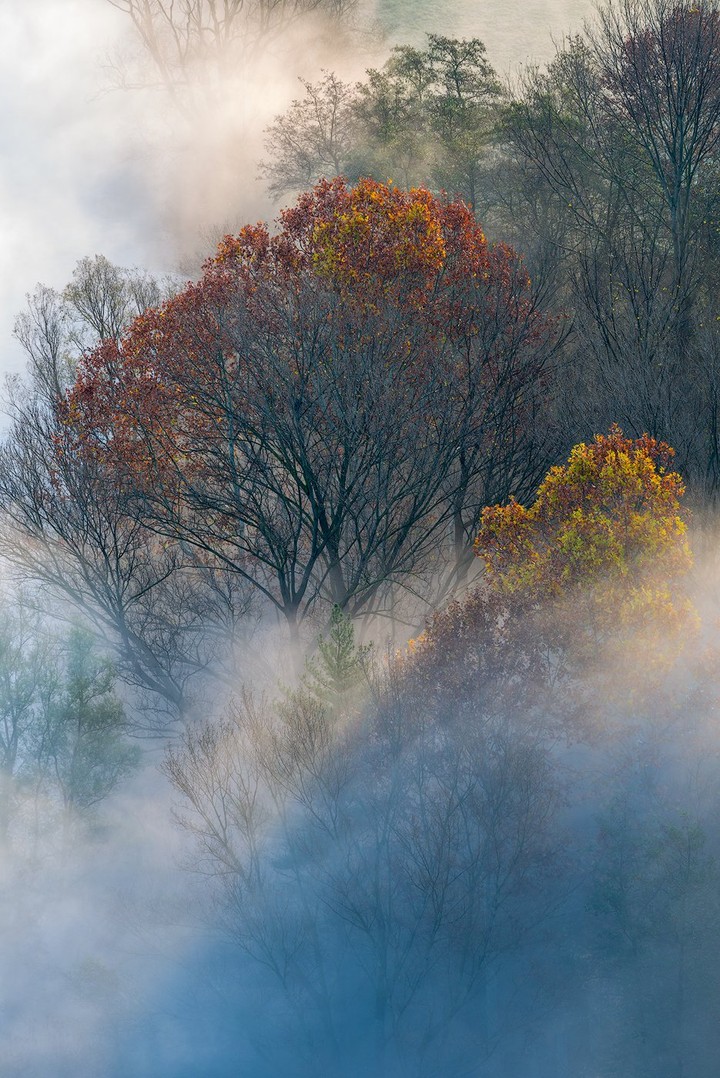 Bare branches and autumn trees rise through blue-grey mist in a vertical composition.