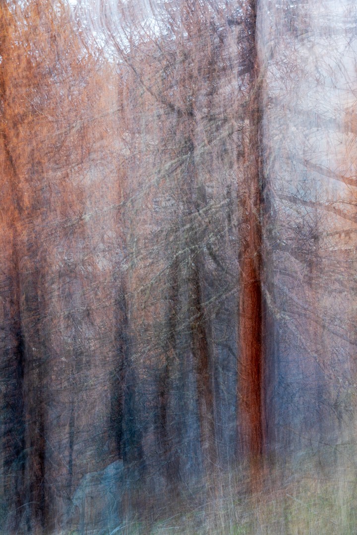 Intentional camera movement layers forest trees into copper, grey and blue vertical forms.