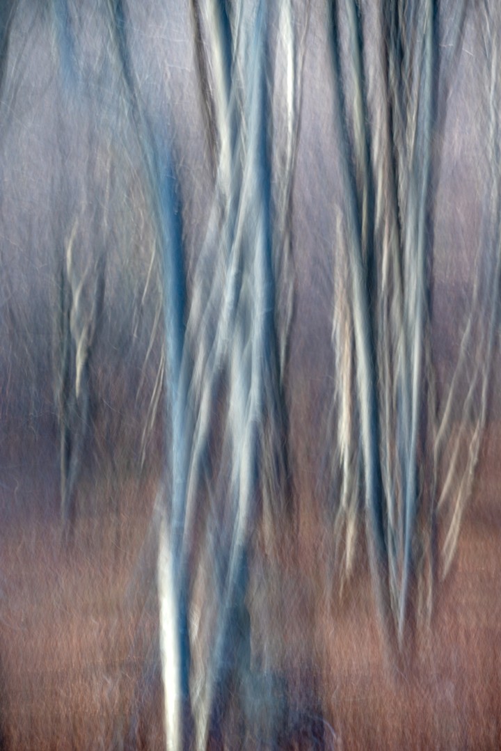 Cool grey-blue forest trunks stretch into vertical blurred streaks.