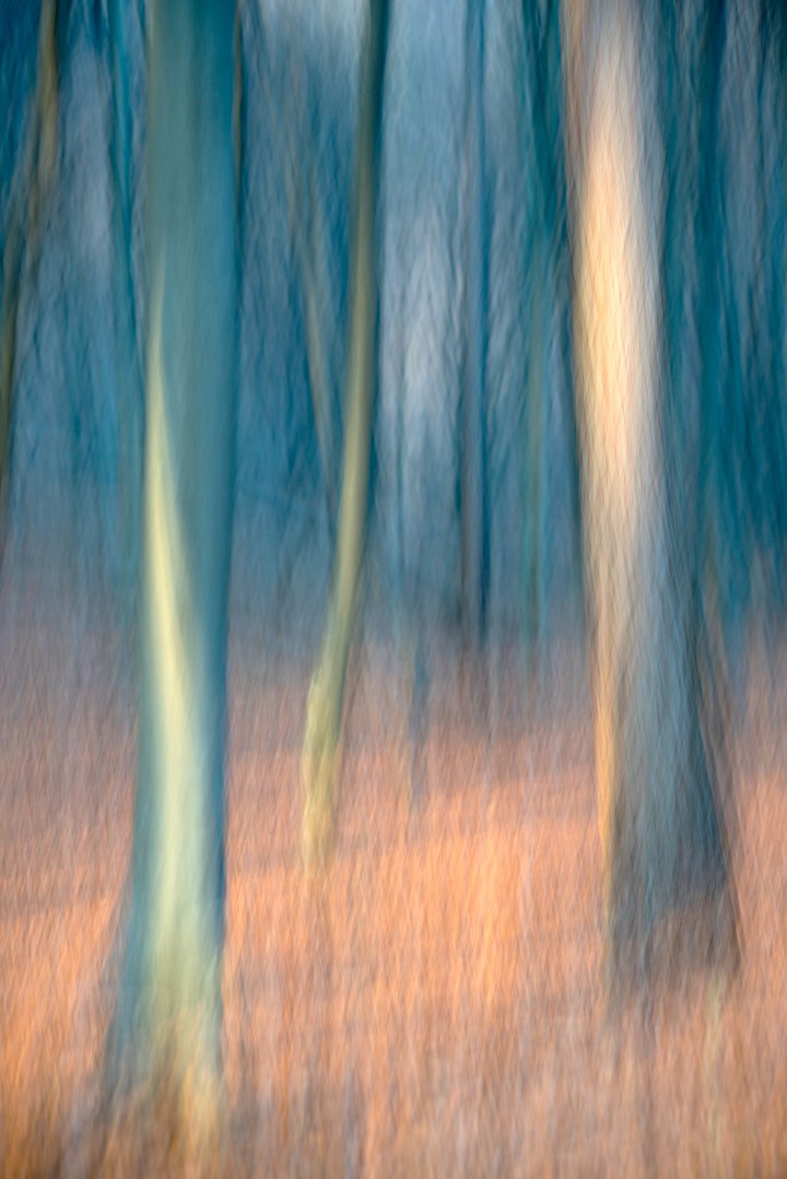 An amber tree trunk cuts through cool blue and green woodland blur.